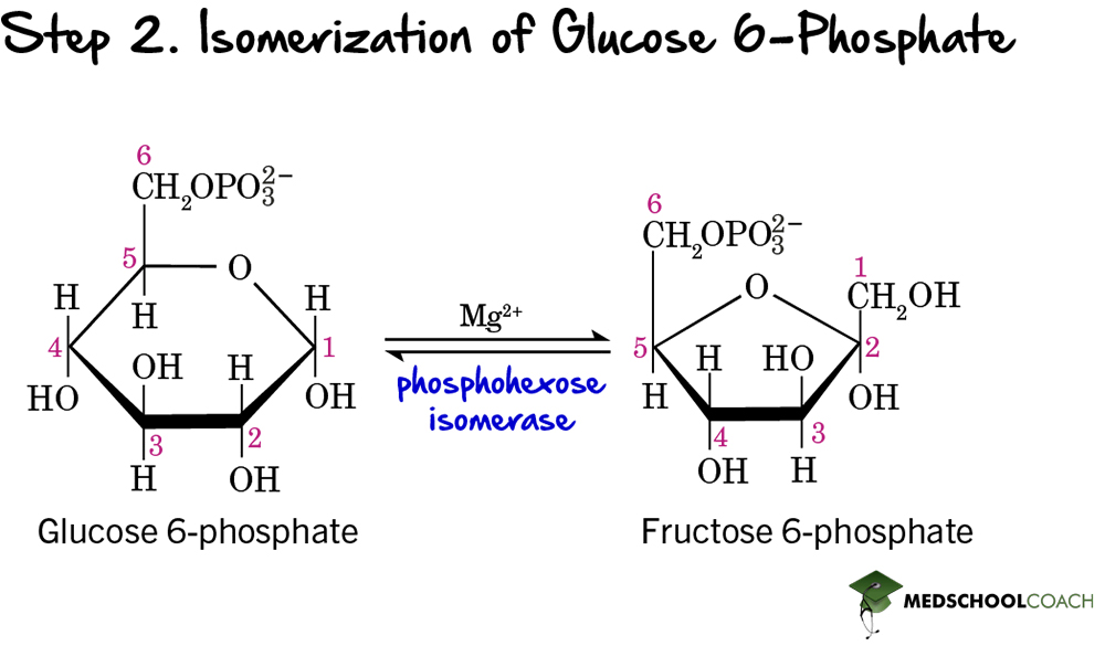 Glycolysis Step 2: Isomerization of Glucose-6-Phosphate - MCAT Biochemistry