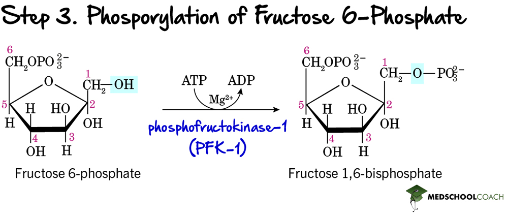 Glycolysis Step 3: Phosphorylation of Fructose-6-Phosphate - MCAT Biochemistry