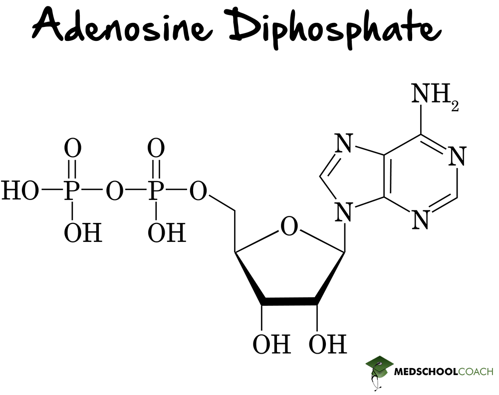 Adenosine Diphosphate - MCAT Biochemistry