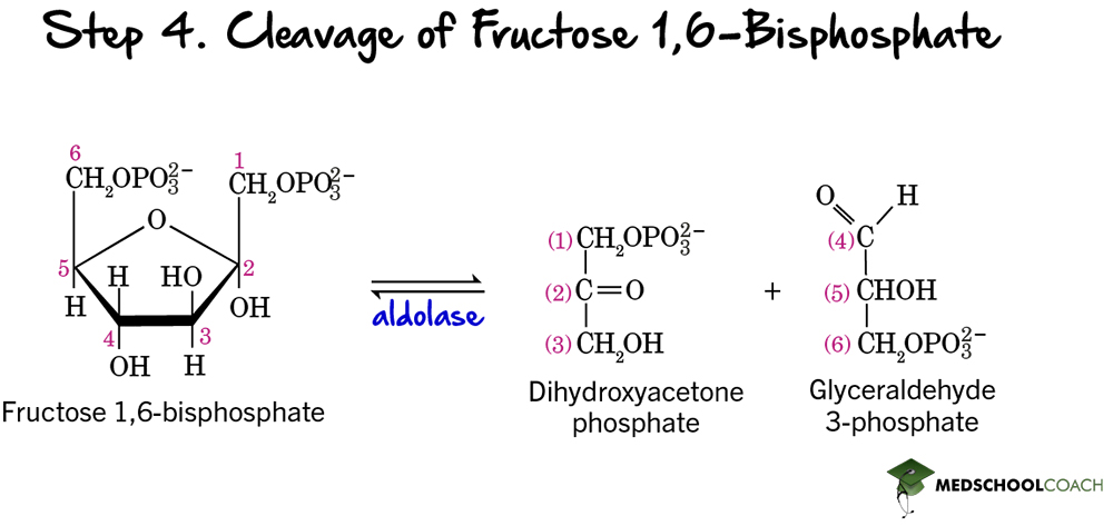 Glycolysis Step 4: Cleavage of Fructose-1,6-Bisphosphate - MCAT Biochemistry