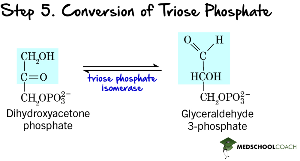 Glycolysis Step 5: Conversion of Triose Phosphate - MCAT Biochemistry