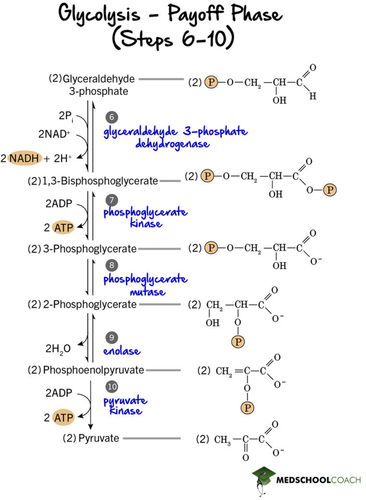 Payoff Phase of Glycolysis MCAT Biochemistry MedSchoolCoach