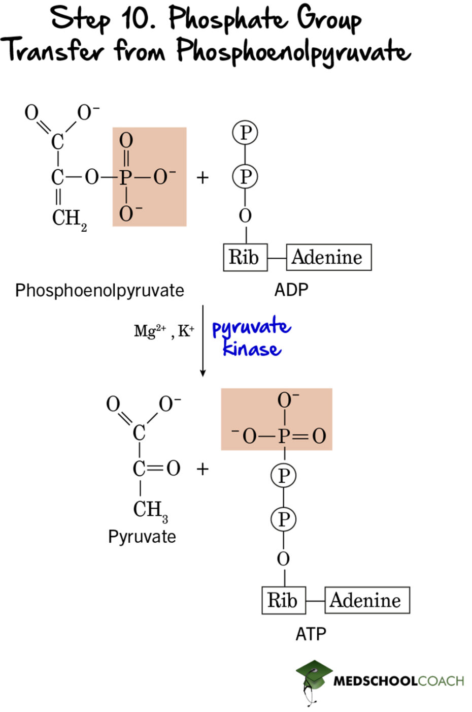 Payoff Phase of Glycolysis MCAT Biochemistry MedSchoolCoach
