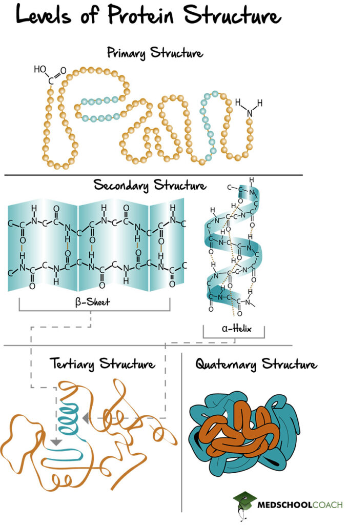 Primary Structure, Secondary Structure, Tertiary Structure, and Quaternary Structure - MCAT Biochemistry