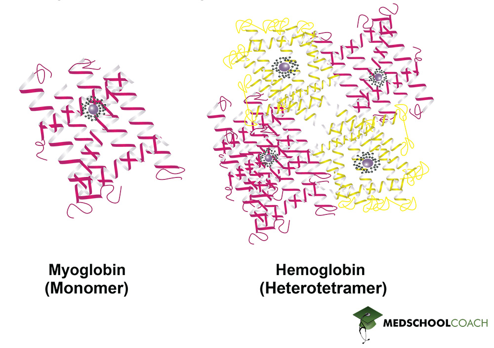 Tertiary Protein Structure of Myoglobin, Quaternary Protein Structure of Hemoglobin - MCAT Biochemistry