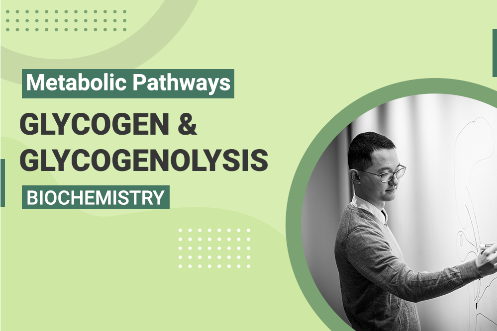 Metabolic Pathways Glycogen Glycogenolysis