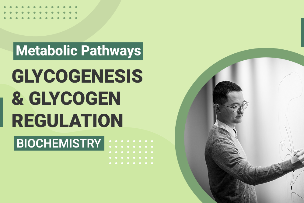 Metabolic Pathways Glycogenesis - Glycogen Regulation