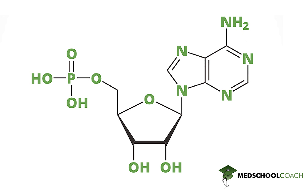 Adenosine Monophosphate (a Nucleotide) - MCAT Biochemistry