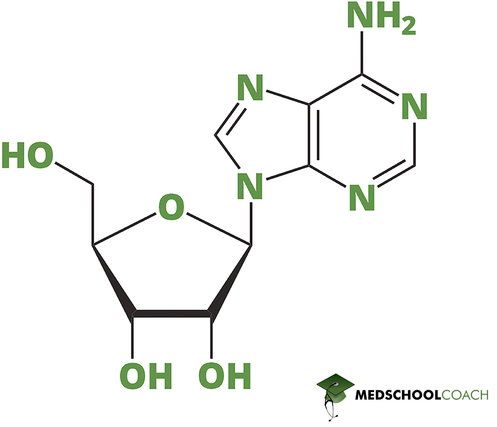 Adenosine (a Nucleoside) - MCAT Biochemistry