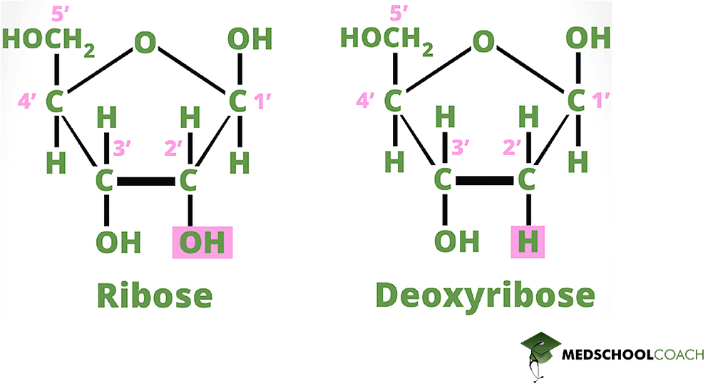 Ribose vs Deoxyribose - MCAT Biochemistry