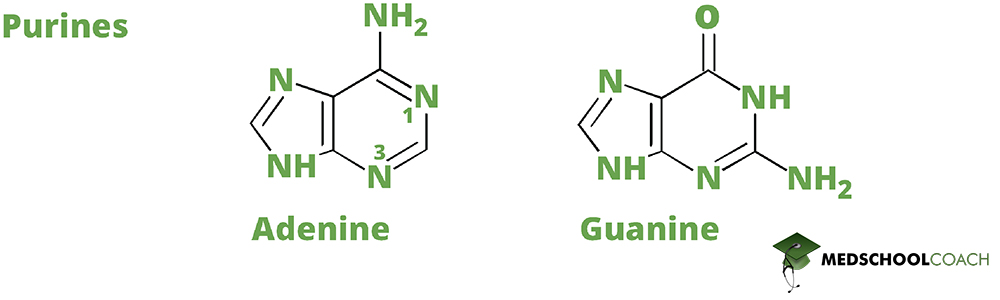 Purines (Nitrogenous Bases) - MCAT Biochemistry