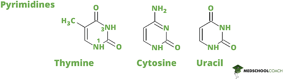 Pyrimidines (Nitrogenous Bases) - MCAT Biochemistry