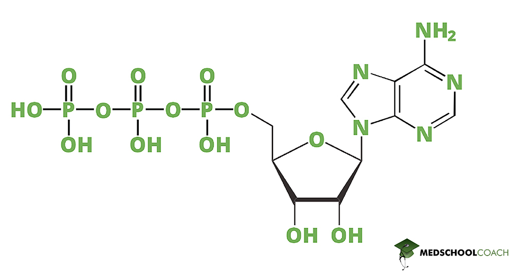 Adenosine Triphosphate - MCAT Biochemistry