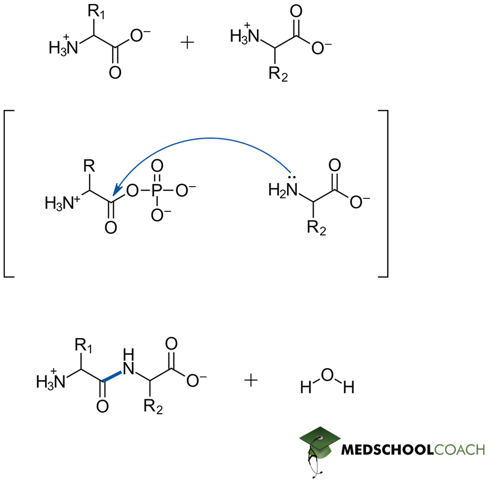 Peptide Bond Formation - MCAT Biochemistry