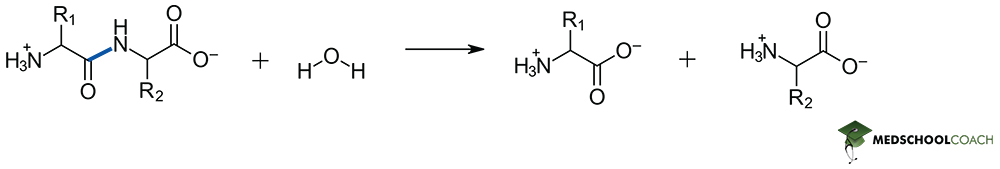 Peptide Bond Hydrolysis - MCAT Biochemistry