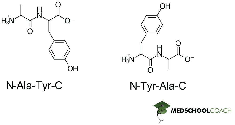 Identifying Peptide Bonds - MCAT Biochemistry