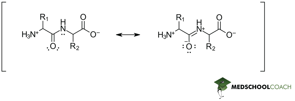 Peptide Bond Resonance - MCAT Biochemistry
