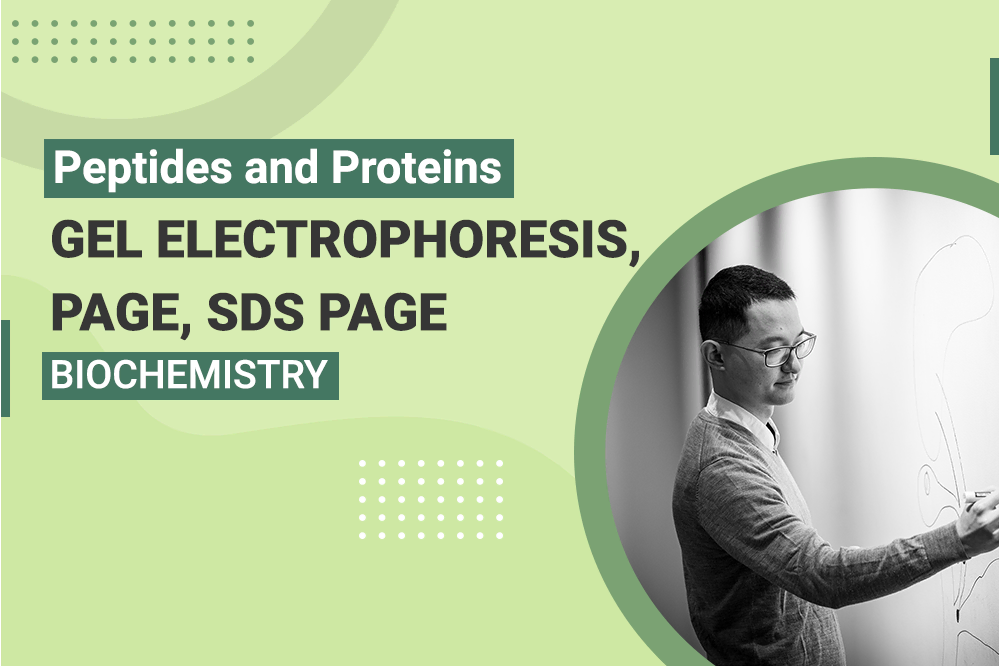 Peptides and Proteins - Gel Electrophoresis PAGE SDS PAGE