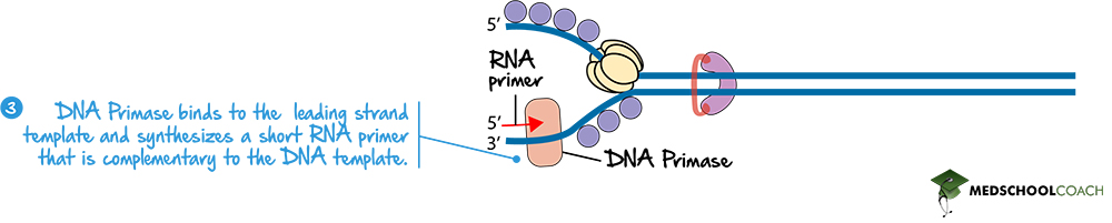 DNA Primase and the RNA Primer - MCAT Biology