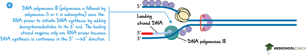 DNA Polymerase and the Leading Strand - MCAT Biology