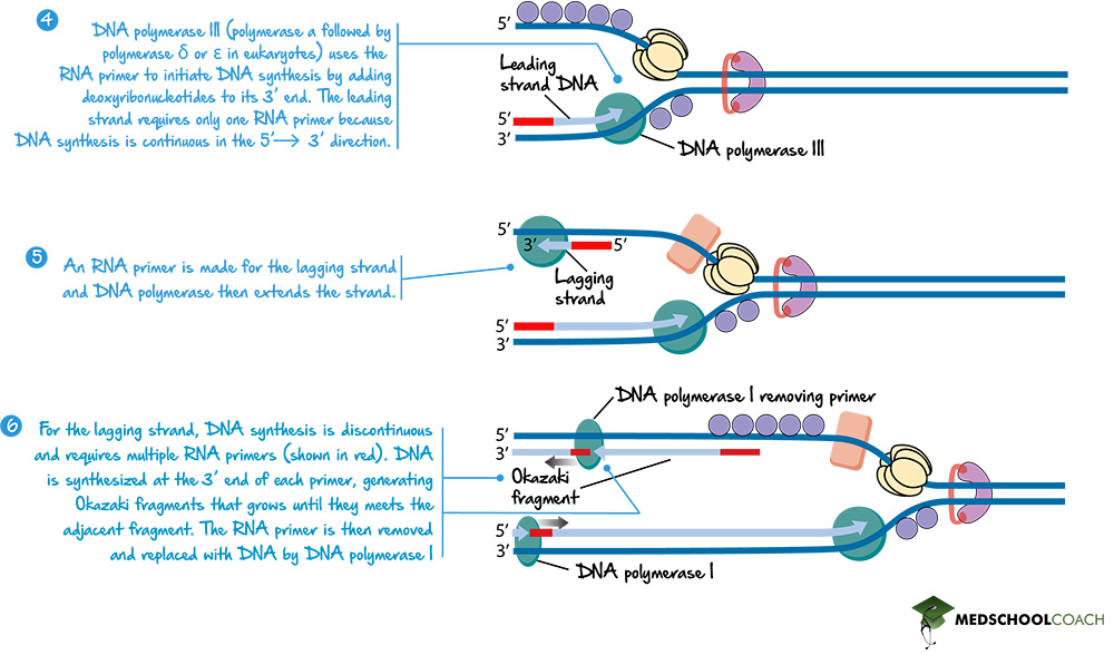 The Lagging Strand and Okazaki Fragments - MCAT Biology