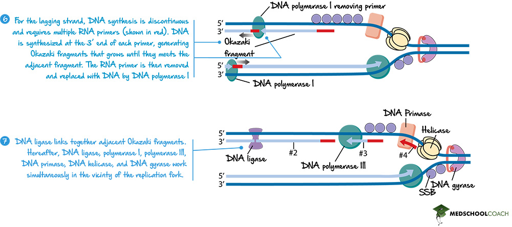 DNA Polymerase I and DNA Ligase - MCAT Biology