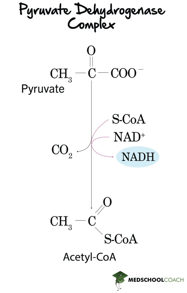 Pyrvuate Decarboxylation Into Acetyl-CoA - MCAT Biochemistry