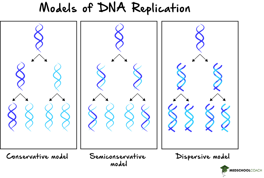 Conservative, Semi-Conservative, and Dispersive Models of DNA Replication - MCAT Biology