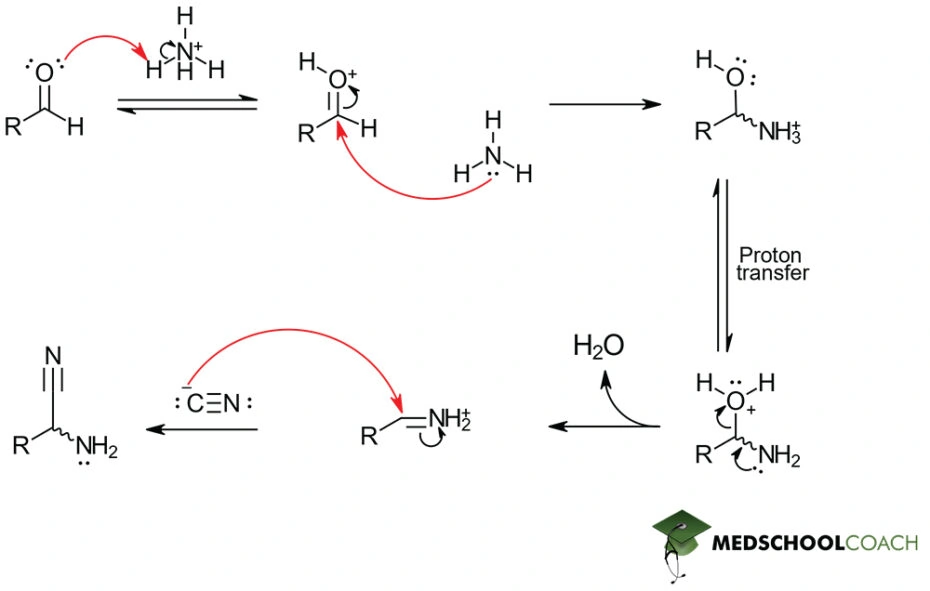 Strecker Synthesis of Amino Acids MCAT Biochemistry MedSchoolCoach