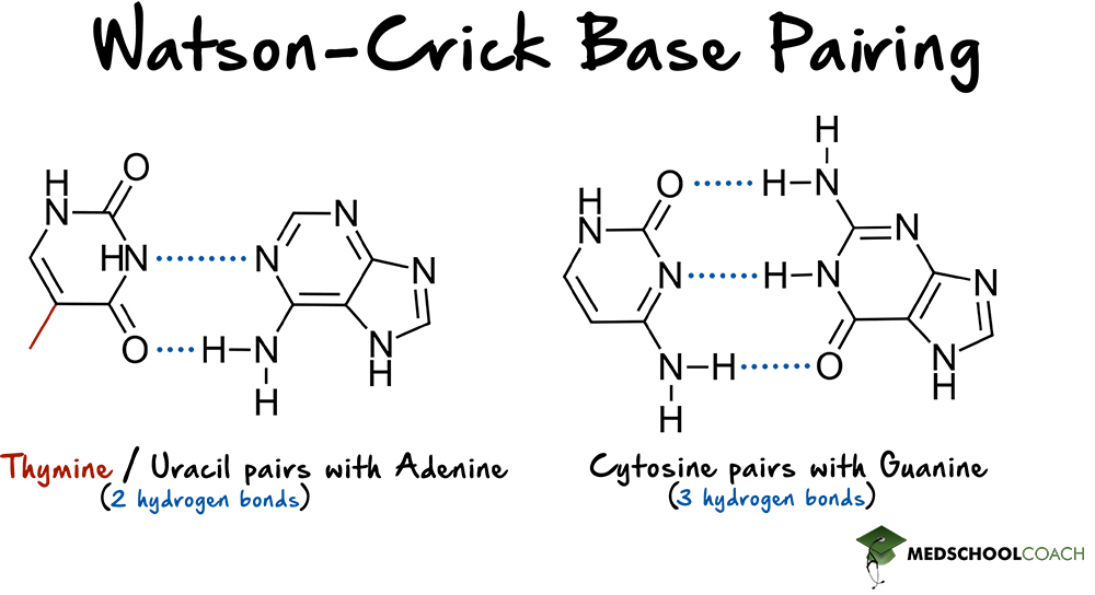 Watson and Crick Base Pairing - MCAT Biochemistry