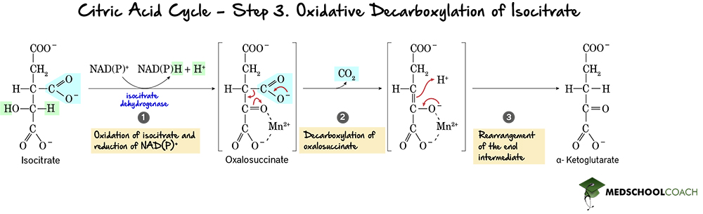 Krebs Cycle Step 3: Oxidative Decarboxylation of Isocitrate - MCAT Biochemistry