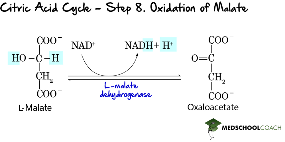 Krebs Cycle Step 7: Hydration of Fumarate to Malate - MCAT Biochemistry