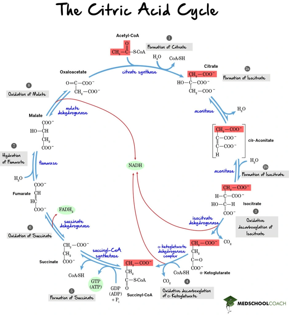 Overview of the Krebs Cycle - MCAT Biochemistry