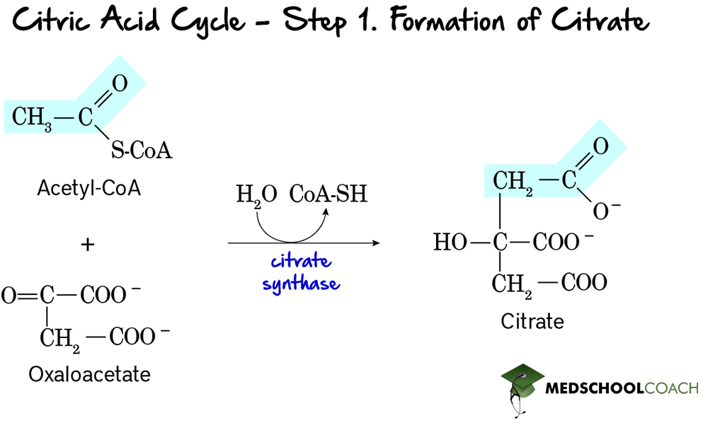 Krebs Cycle Step 1: Citrate Formation - MCAT Biochemistry