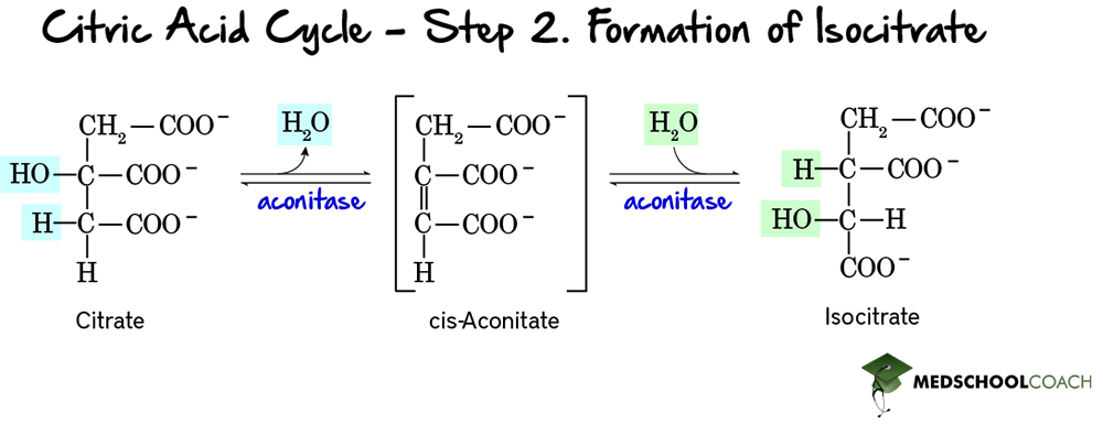 Krebs Cycle Step 2: Isocitrate Formation - MCAT Biochemistry