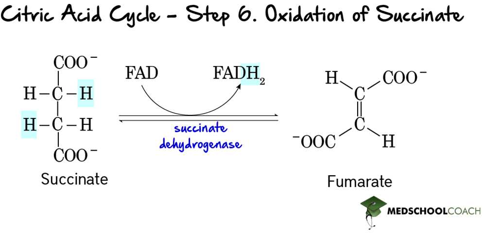 Krebs Cycle Step 6: Oxidation of Succinate to Fumarate - MCAT Biochemistry