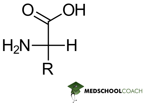 Amino Acid Structure - MCAT Biochemistry