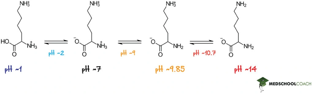 Lysine as a Cation, Zwitterion, and Anion - MCAT Biochemistry