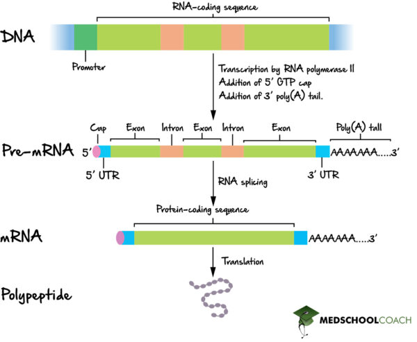 Eukaryotic RNA Processing & Splicing – MCAT Biology | MedSchoolCoach
