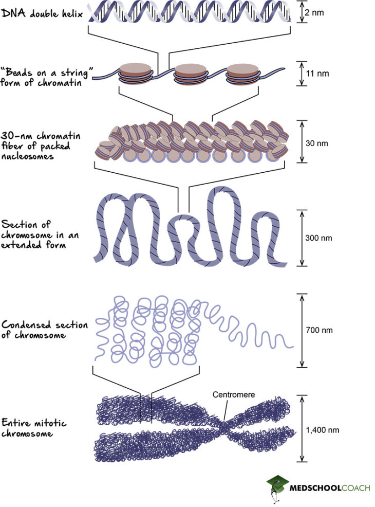 Histones, Chromatin, and Chromosome Coiling MCAT Biology MedSchoolCoach