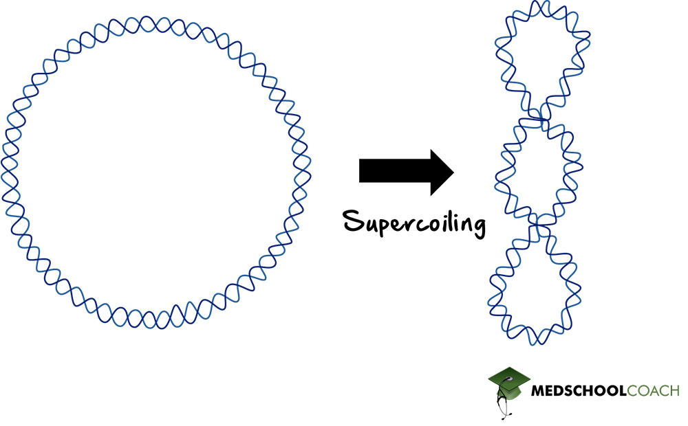 Prokaryotic DNA Supercoiling - MCAT Biology