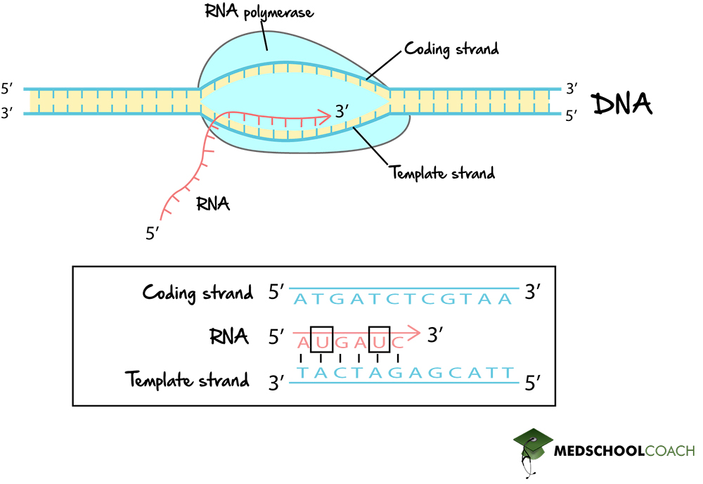 Template Strand vs Coding Strand in Transcription - MCAT Biology