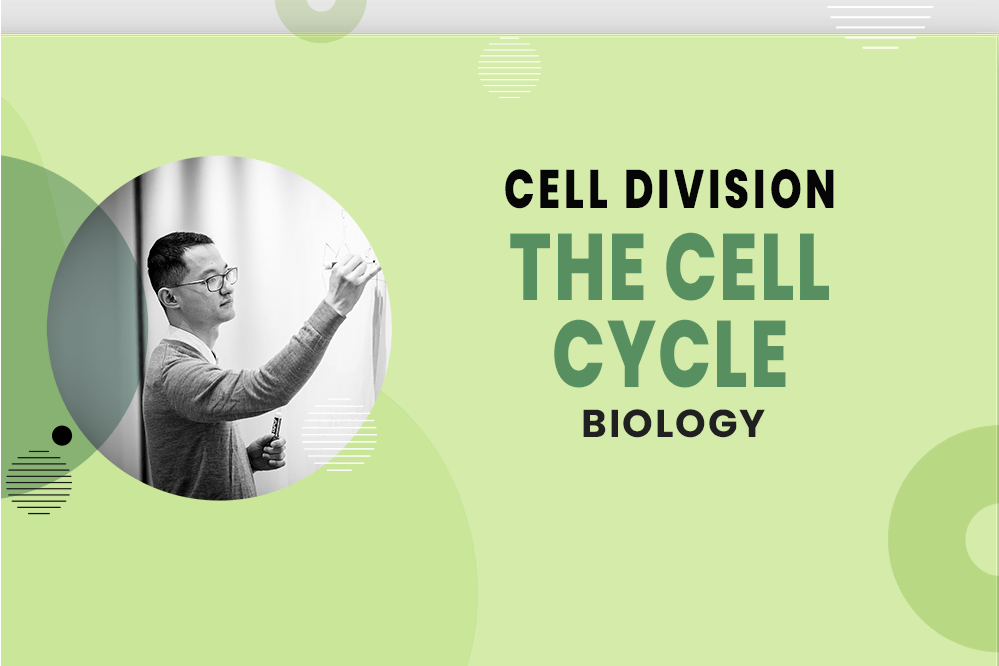 MCAT Biology - Cell Division - Mitosis - The Cell Cycle