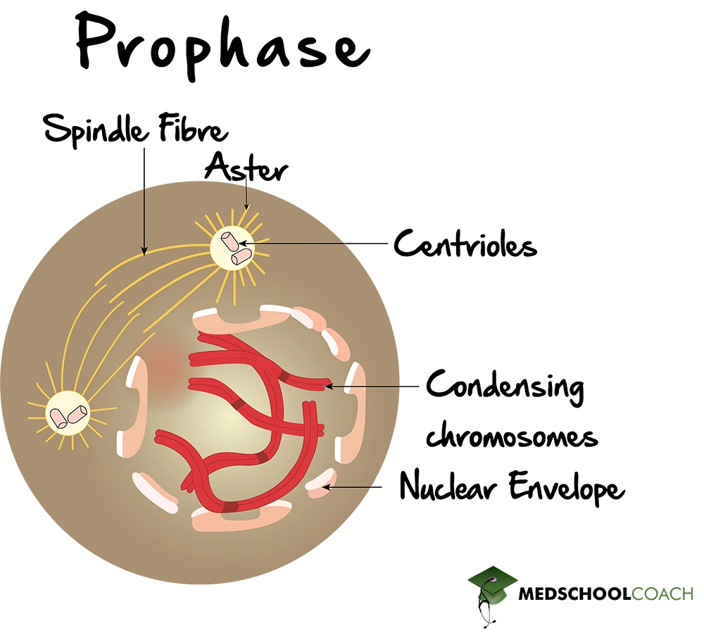 Prophase - MCAT Biology