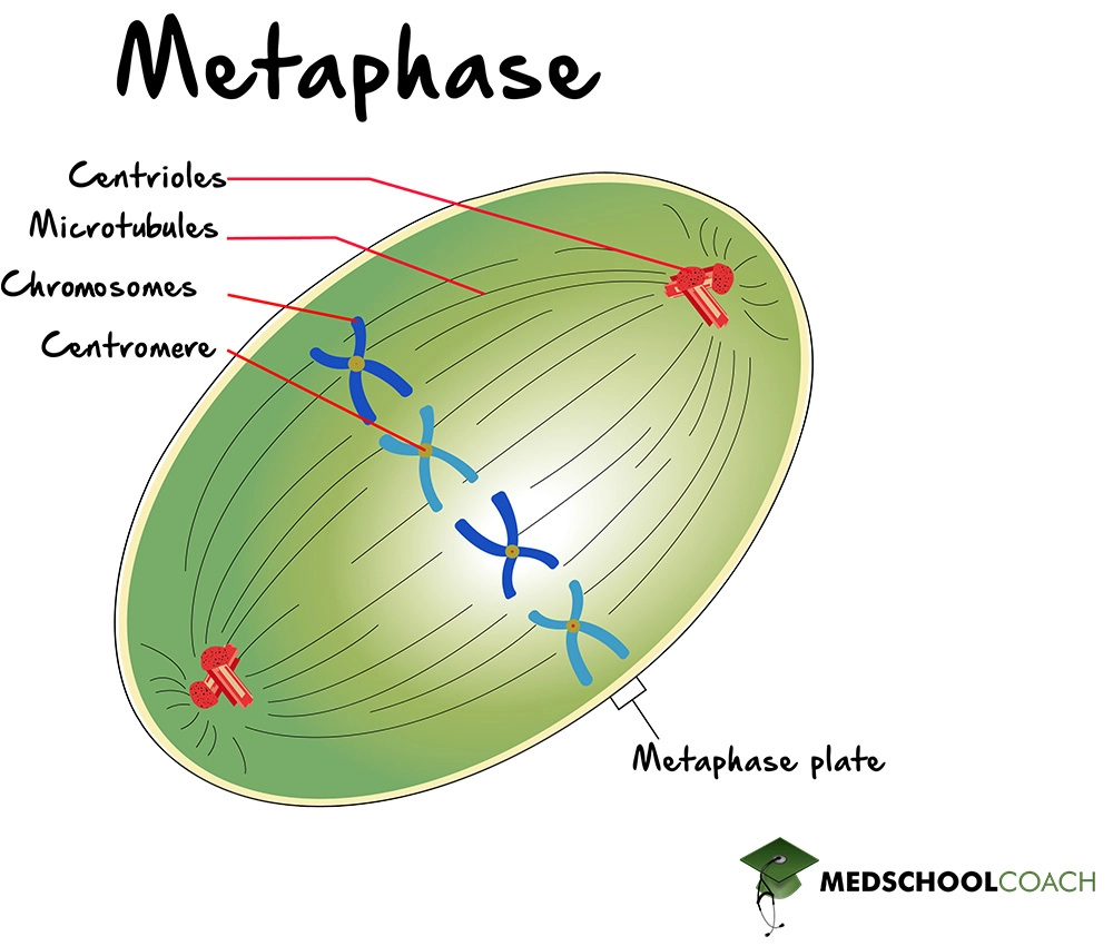 Metaphase - MCAT Biology