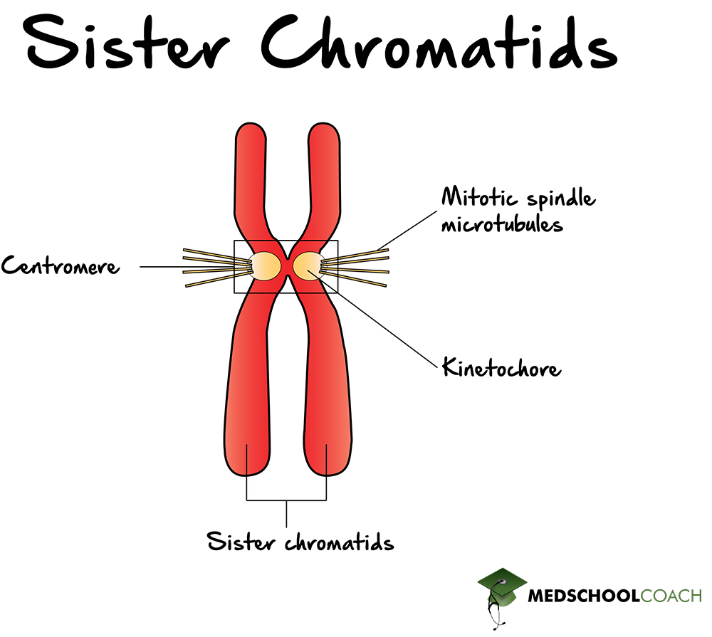 Sister Chromatids, Centromere, and Kinetochores - MCAT Biology