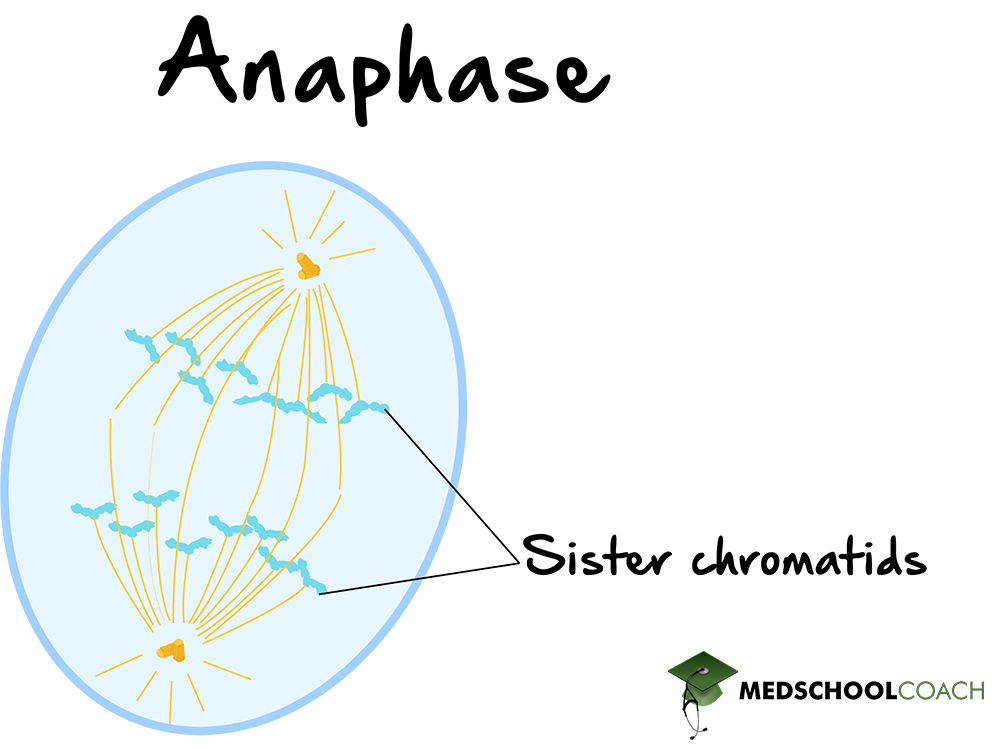 Anaphase - MCAT Biology