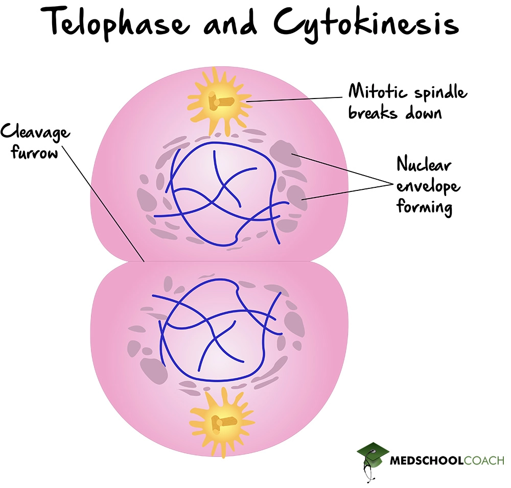 Telophase and Cytokinesis - MCAT Biology