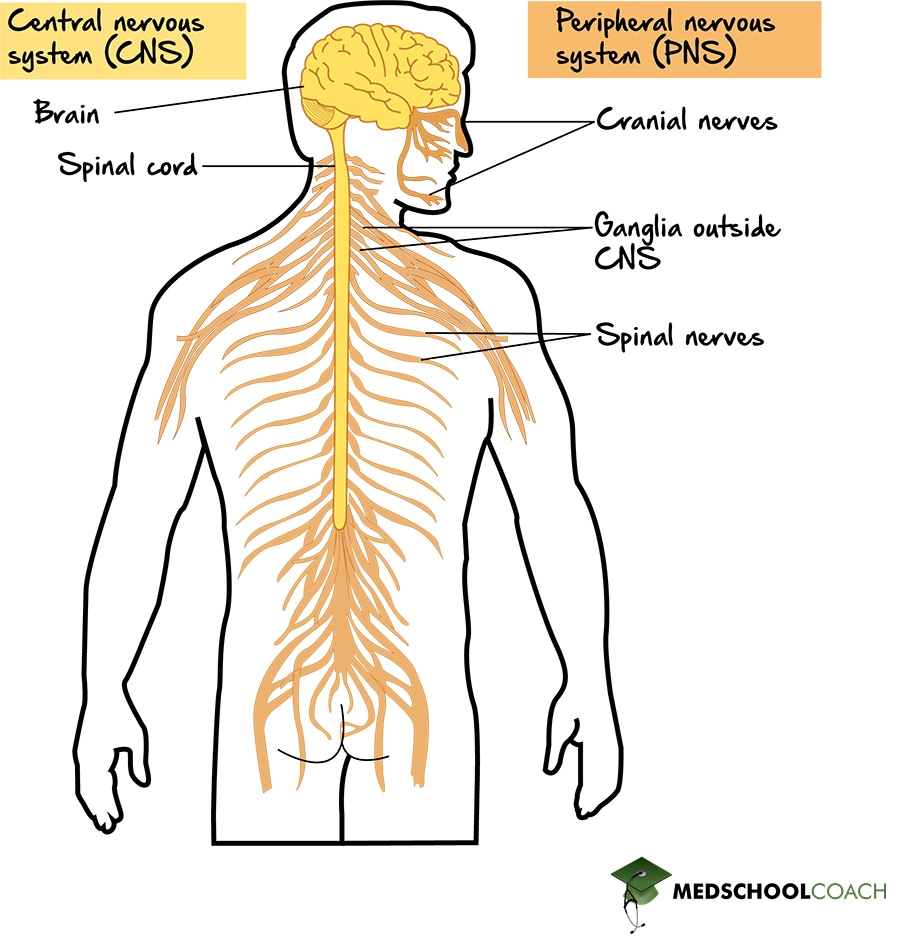 Nervous System Structure - MCAT Biology