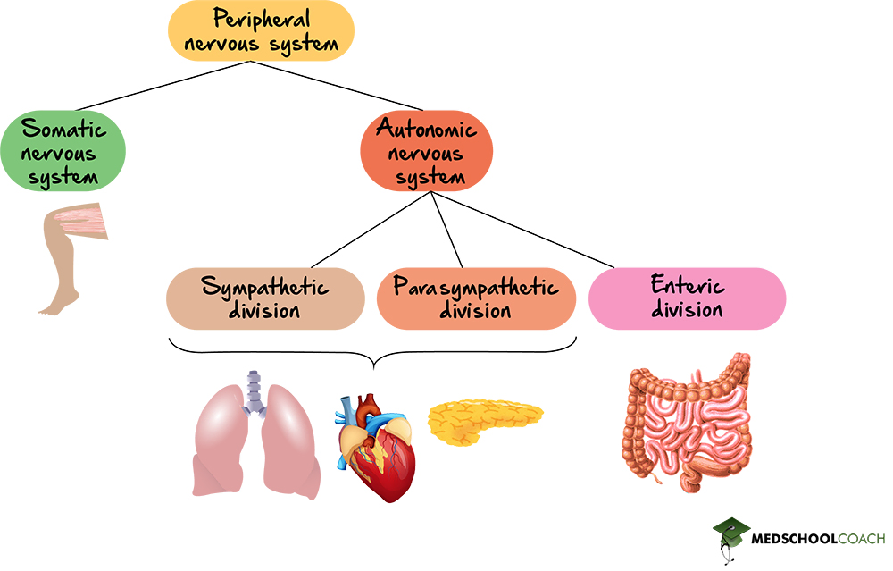 Organization of the Peripheral Nervous System - MCAT Biology